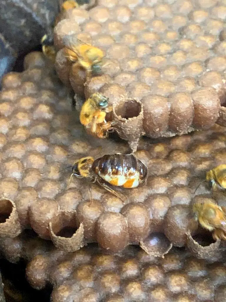 Abelhinhas do Futuro: projeto conscientiza crianças sobre a importância das abelhas sem ferrão