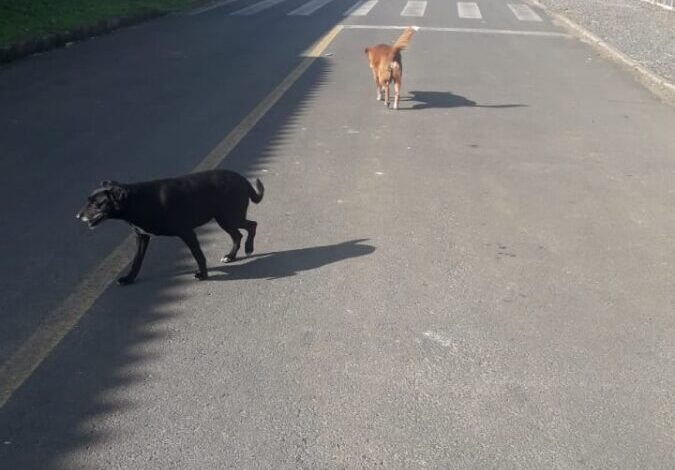 Indicação do vereador Zelindo Moretto propõe recolhimento de cães de rua em Nova Veneza